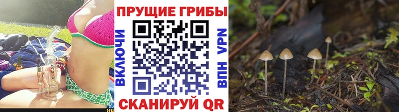 Псилоцибиновые грибы прущие грибы  Купить  Каменск-Шахтинский 